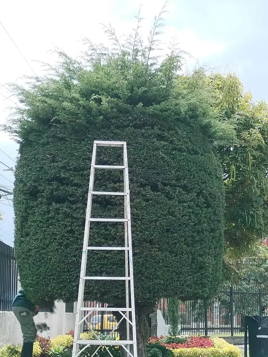Poda y tala de arboles