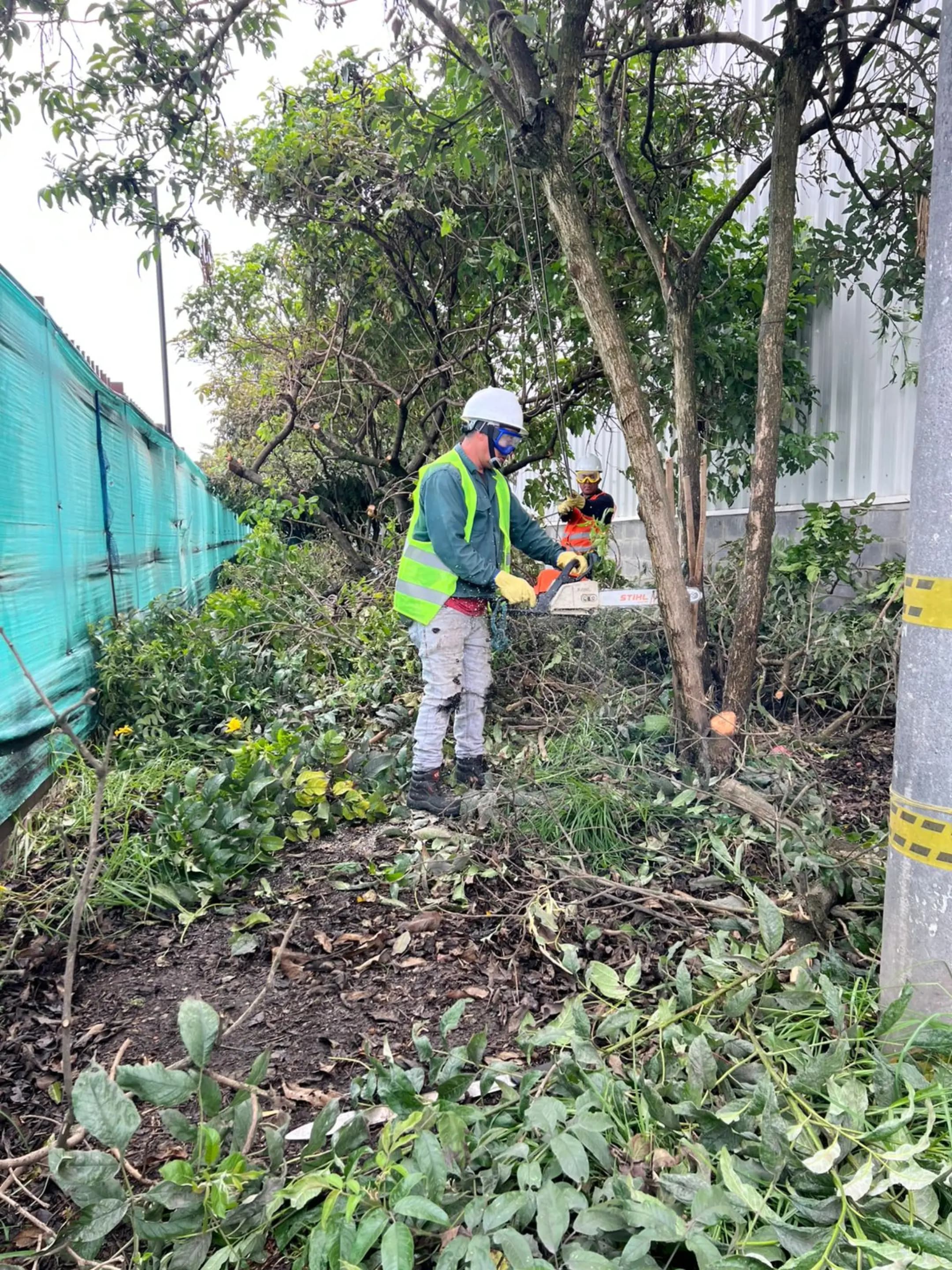 Poda y tala de arboles