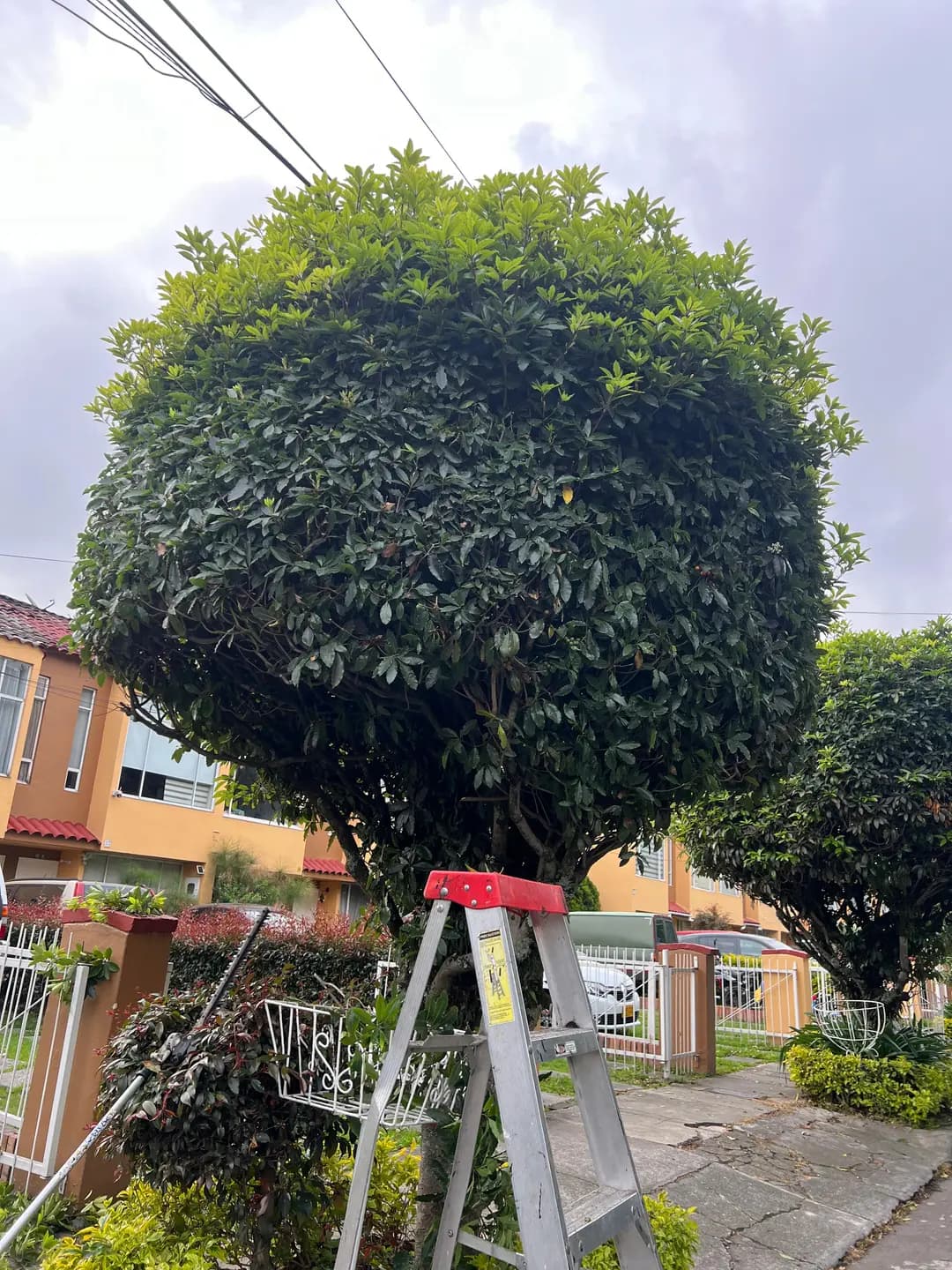 Poda y tala de arboles