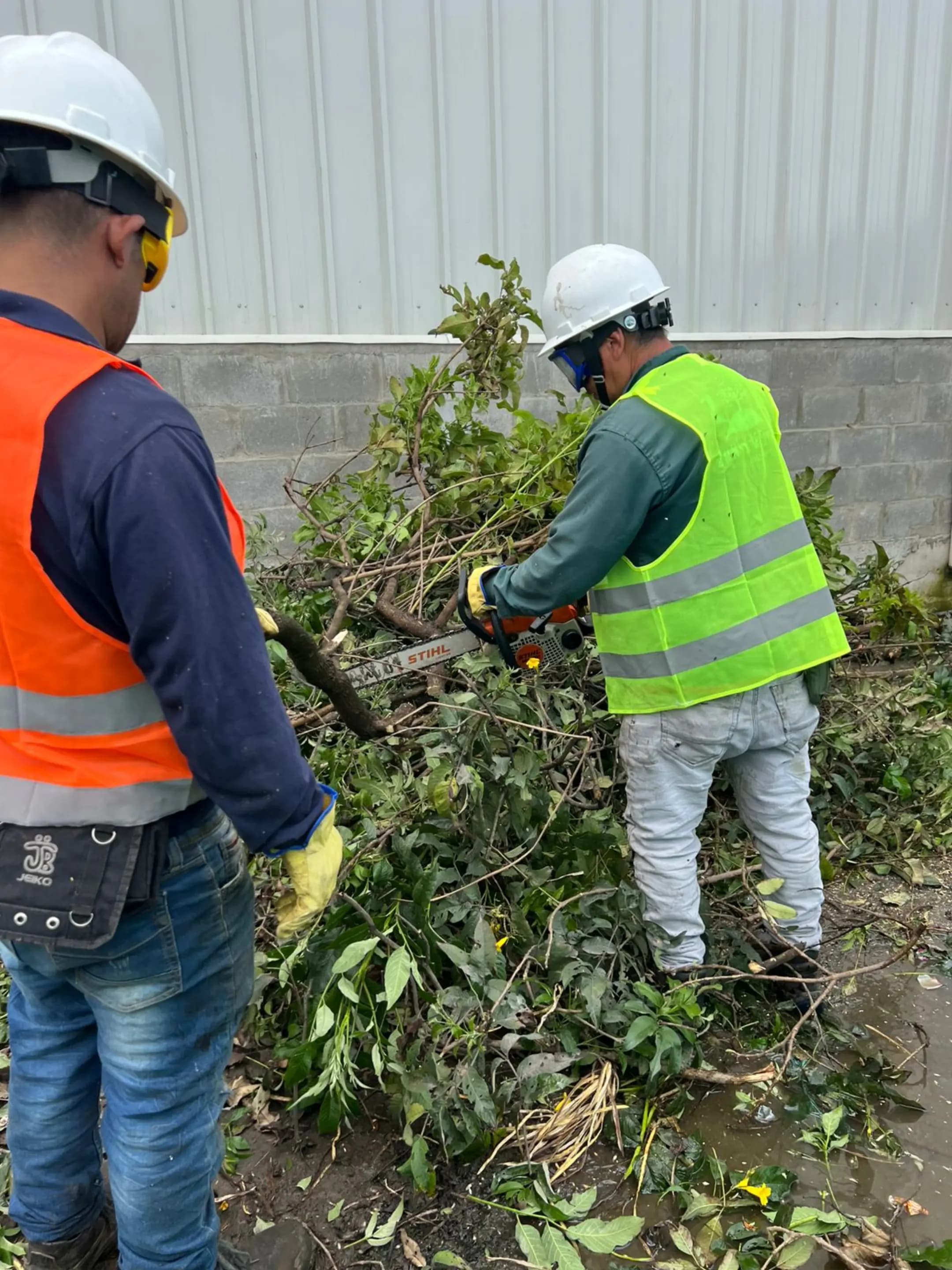 Poda y tala de arboles