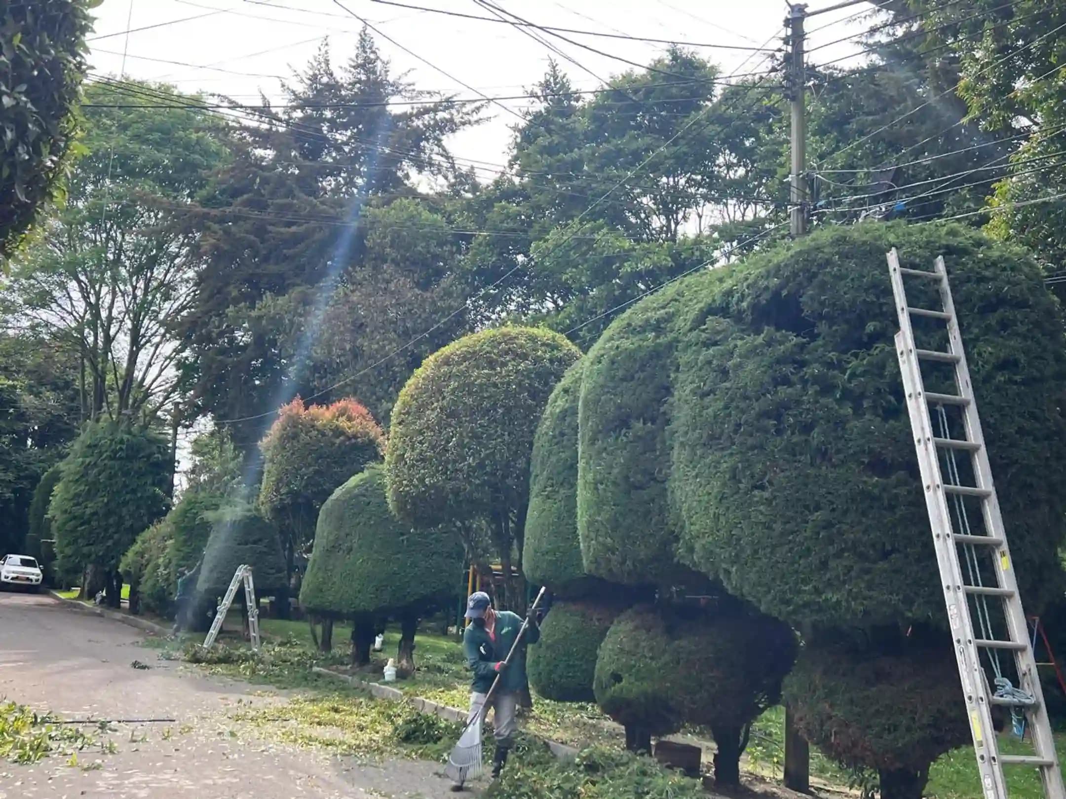 Poda y tala de arboles