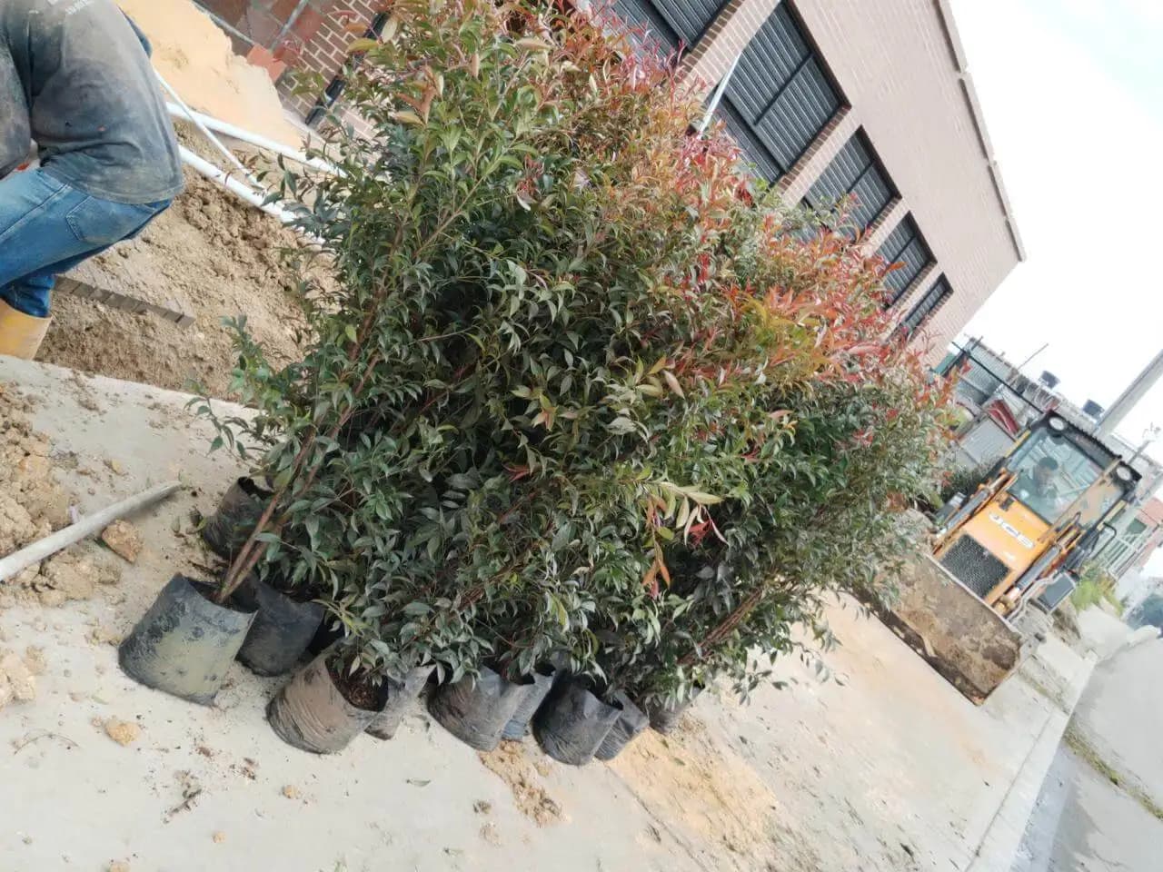 Plantas y suministros