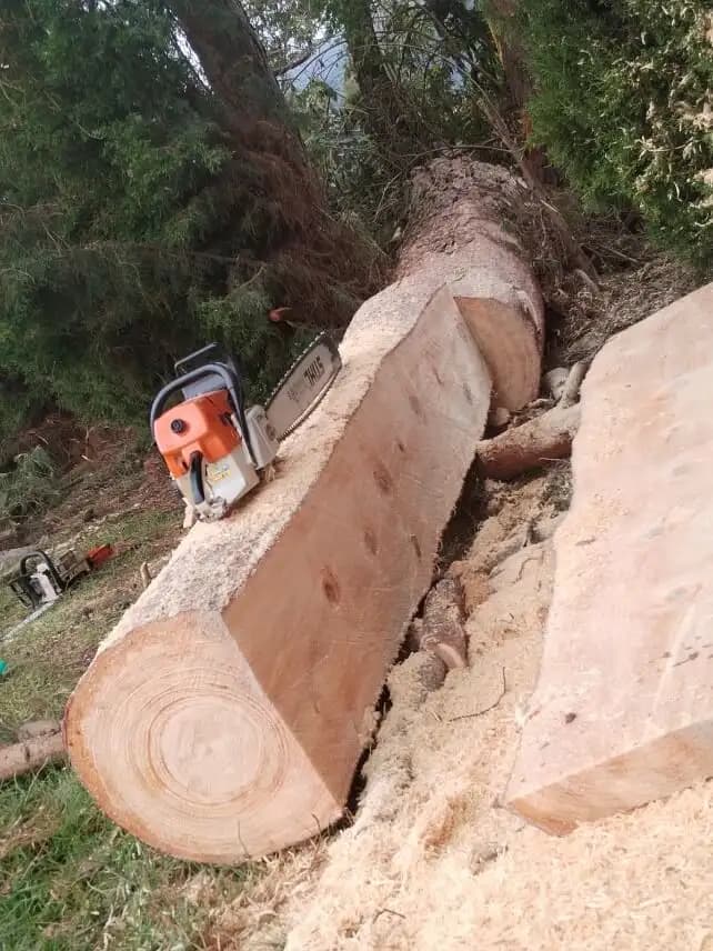 Poda y tala de arboles