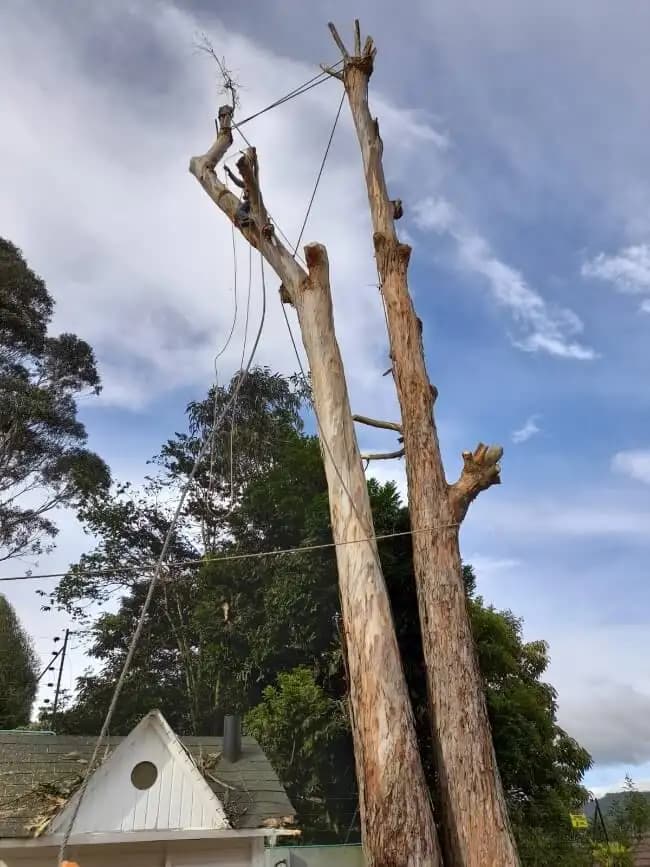 Poda y tala de arboles