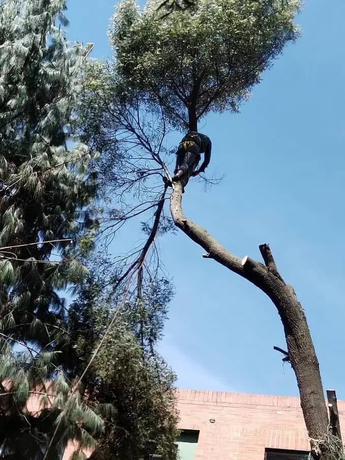 Poda y tala de arboles