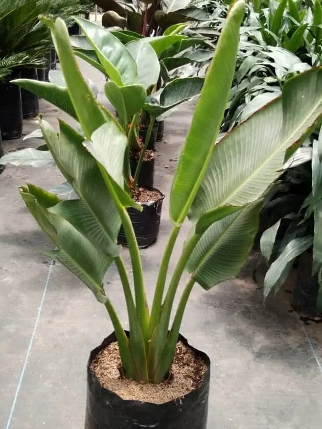 Plantas y suministros