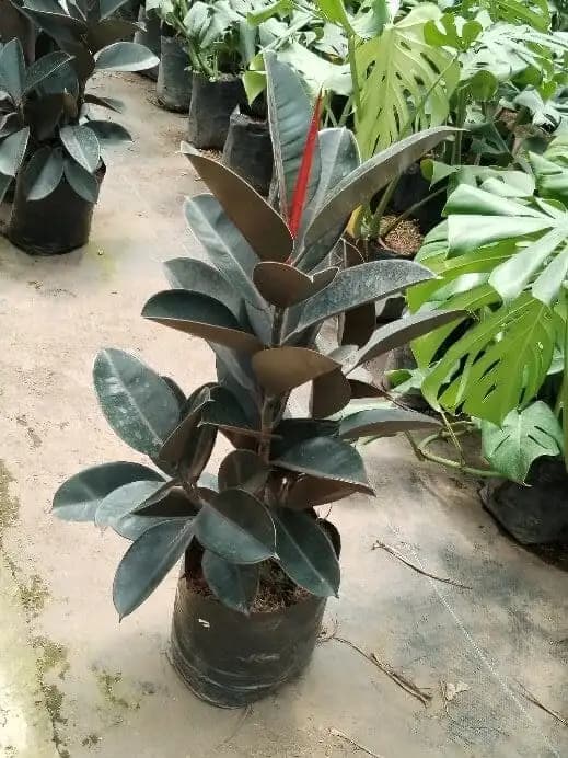 Plantas y suministros