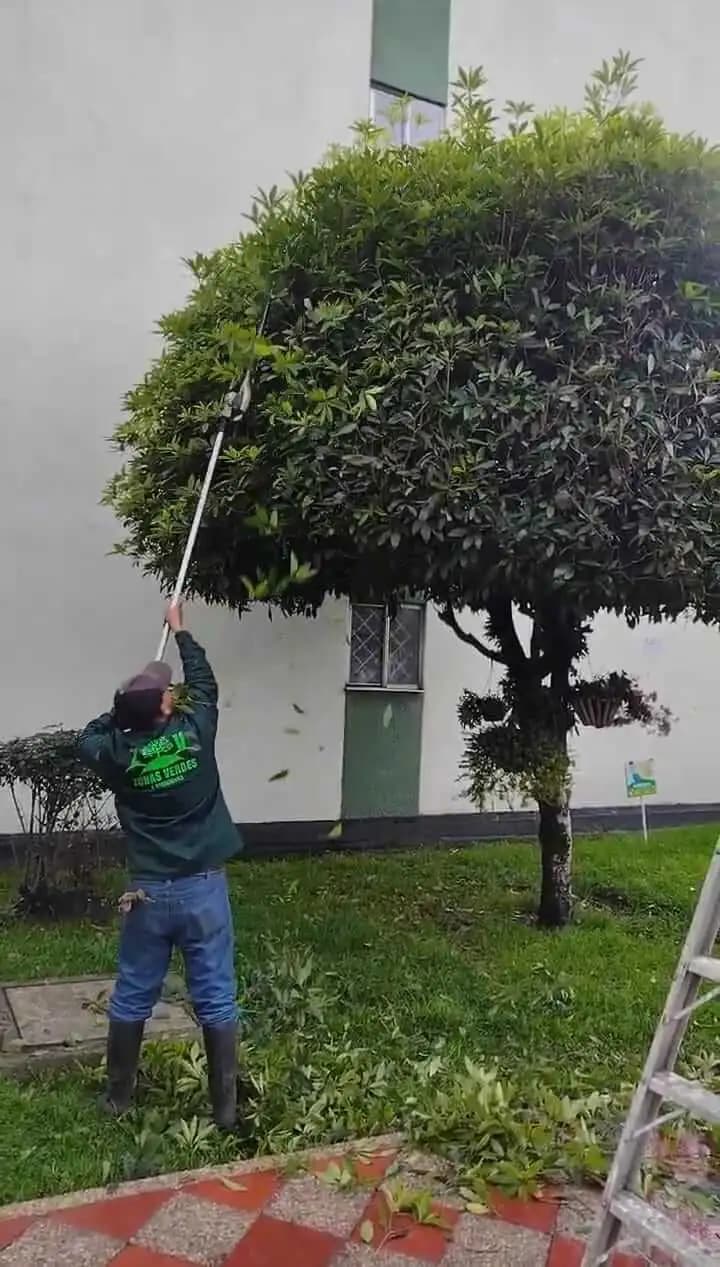 Poda y tala de arboles
