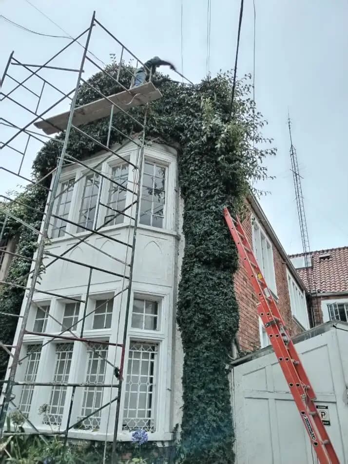 Poda y tala de arboles