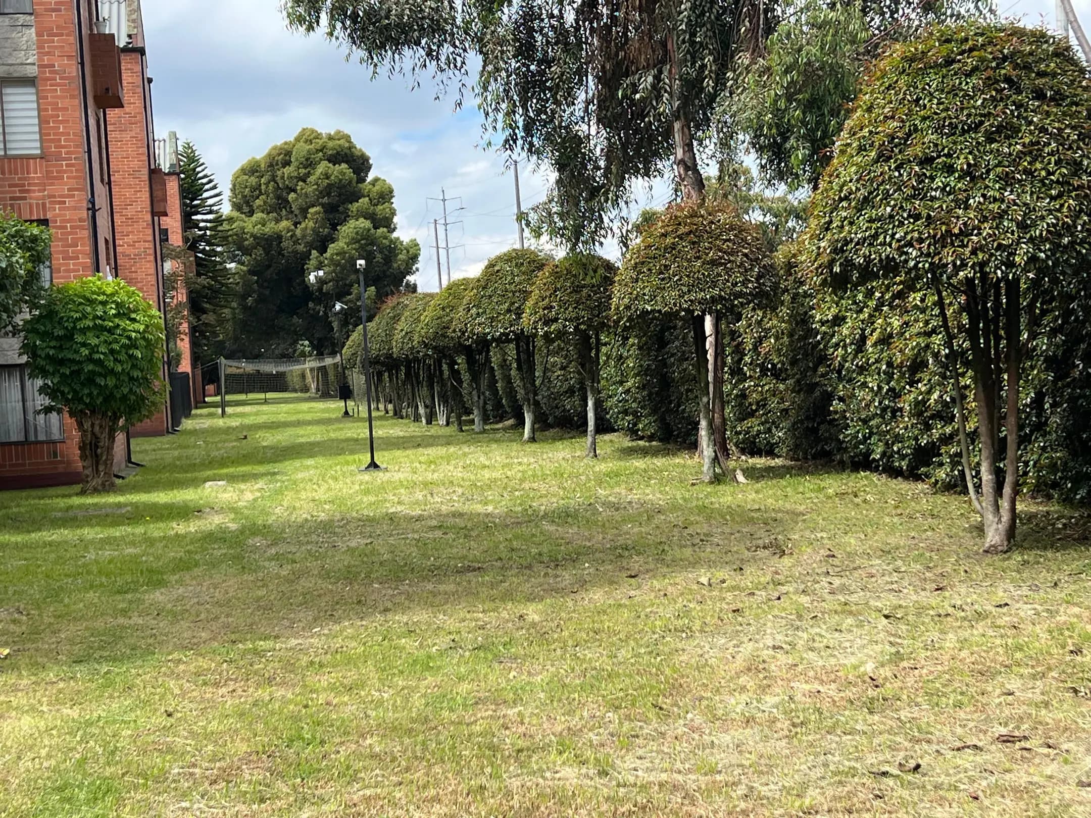 Poda y tala de arboles