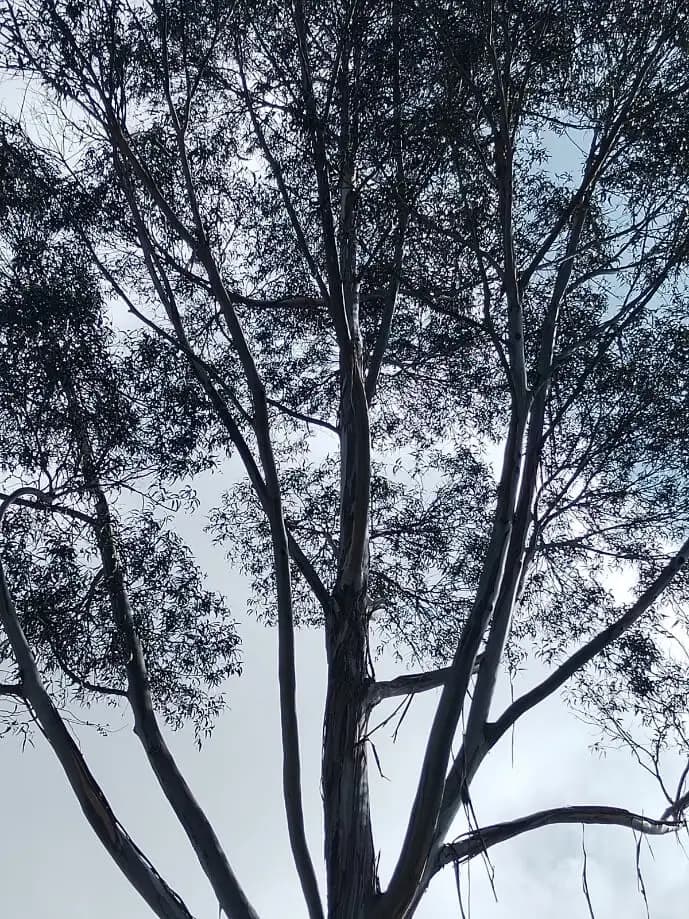 Poda y tala de arboles