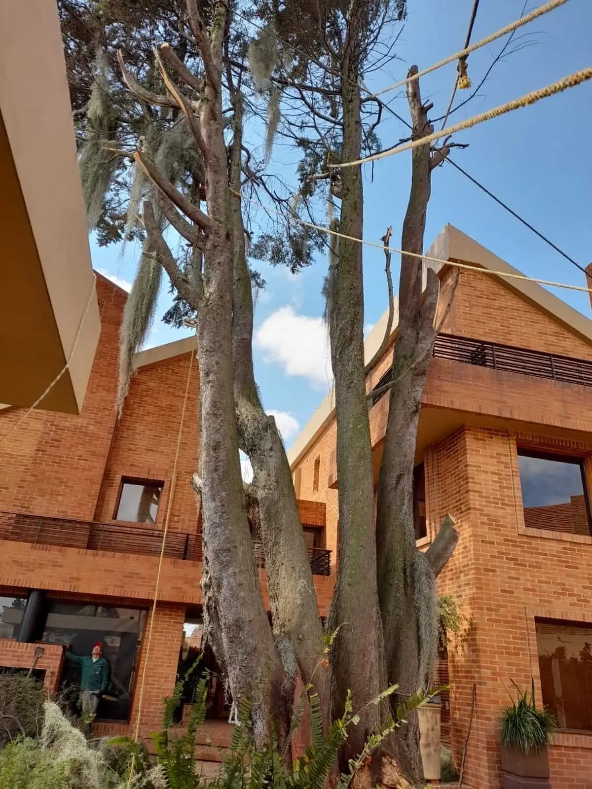 Poda y tala de arboles