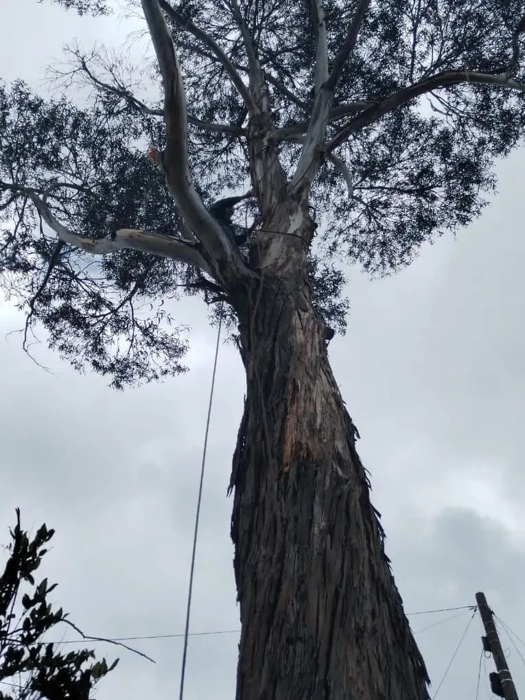 Poda y tala de arboles