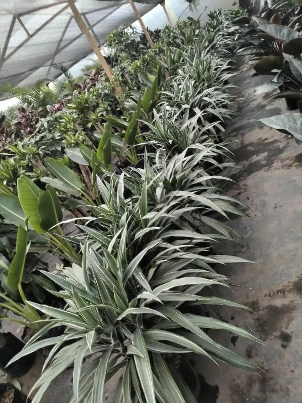 Plantas y suministros