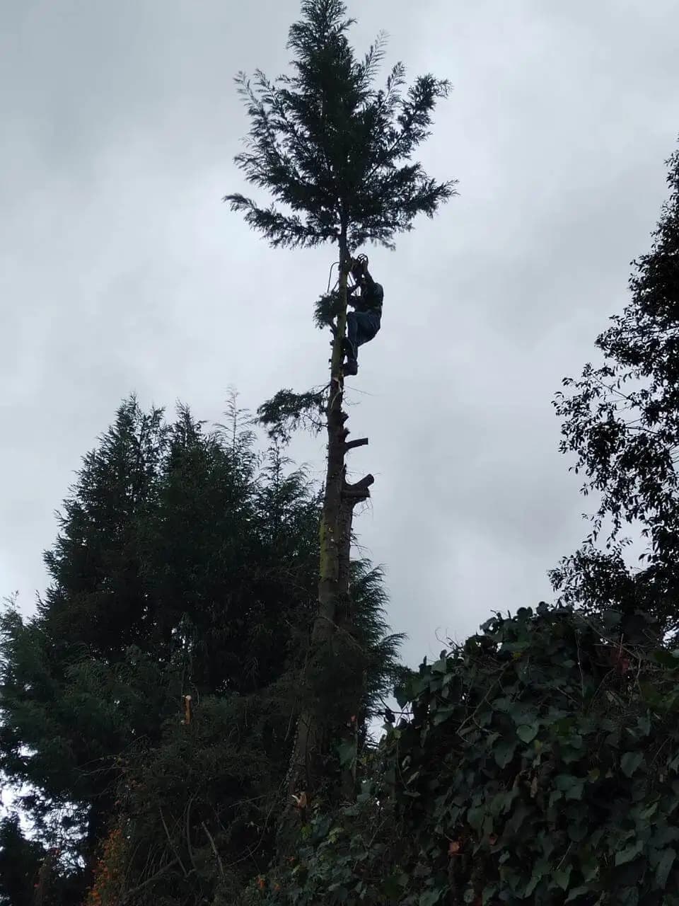 Poda y tala de arboles