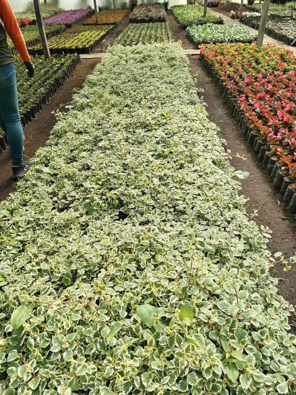 Plantas y suministros