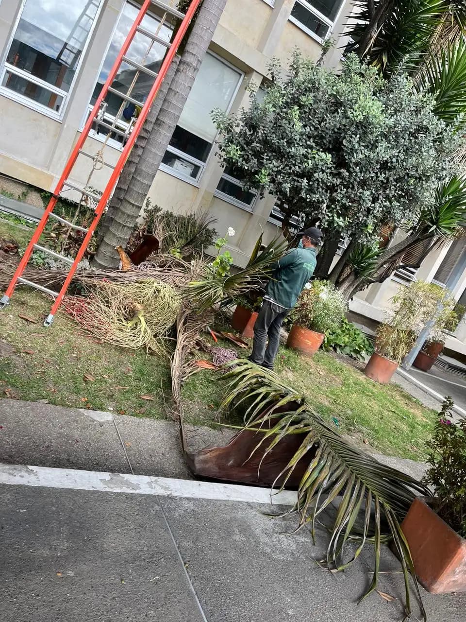 Poda y tala de arboles