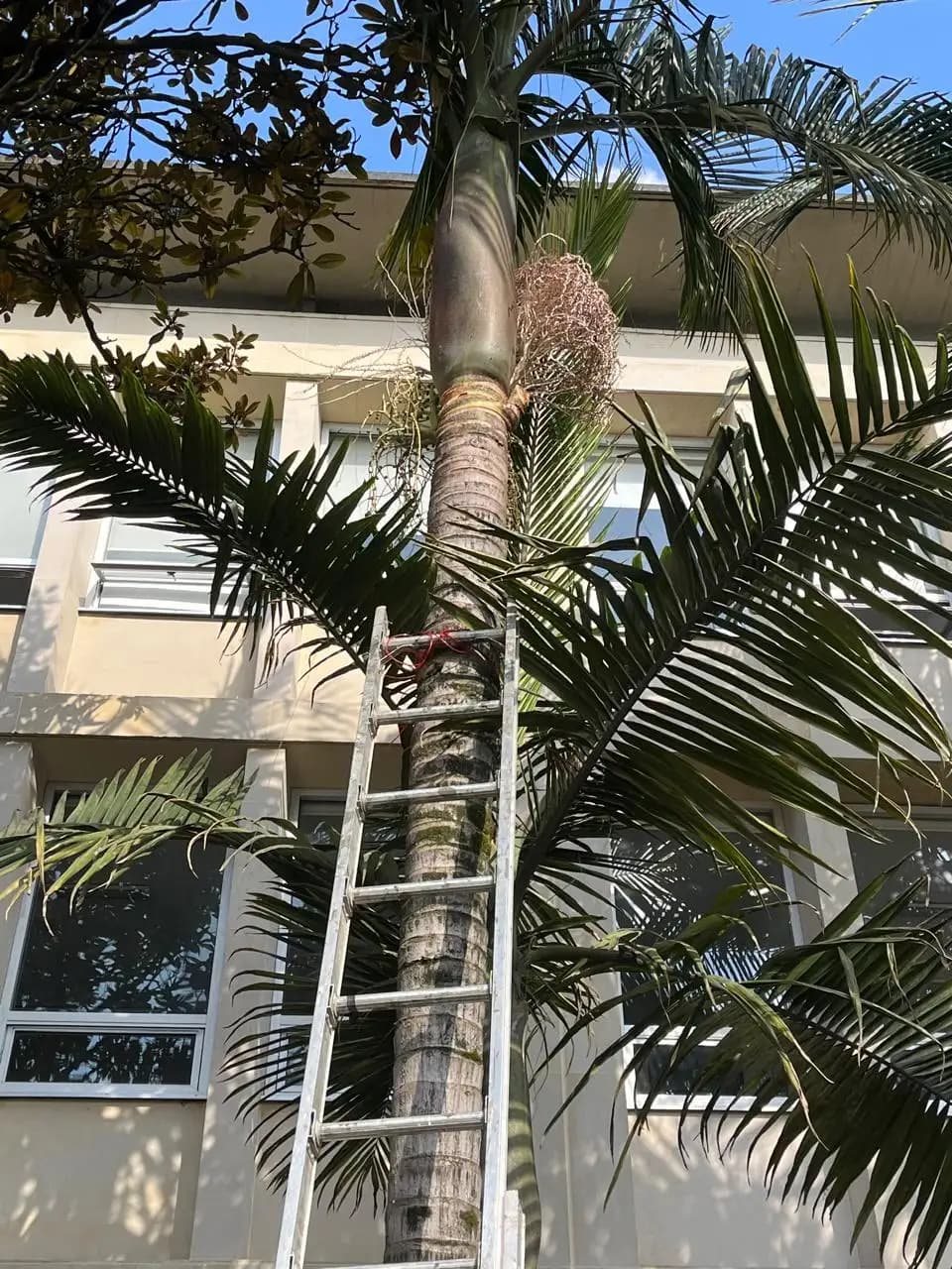 Poda y tala de arboles