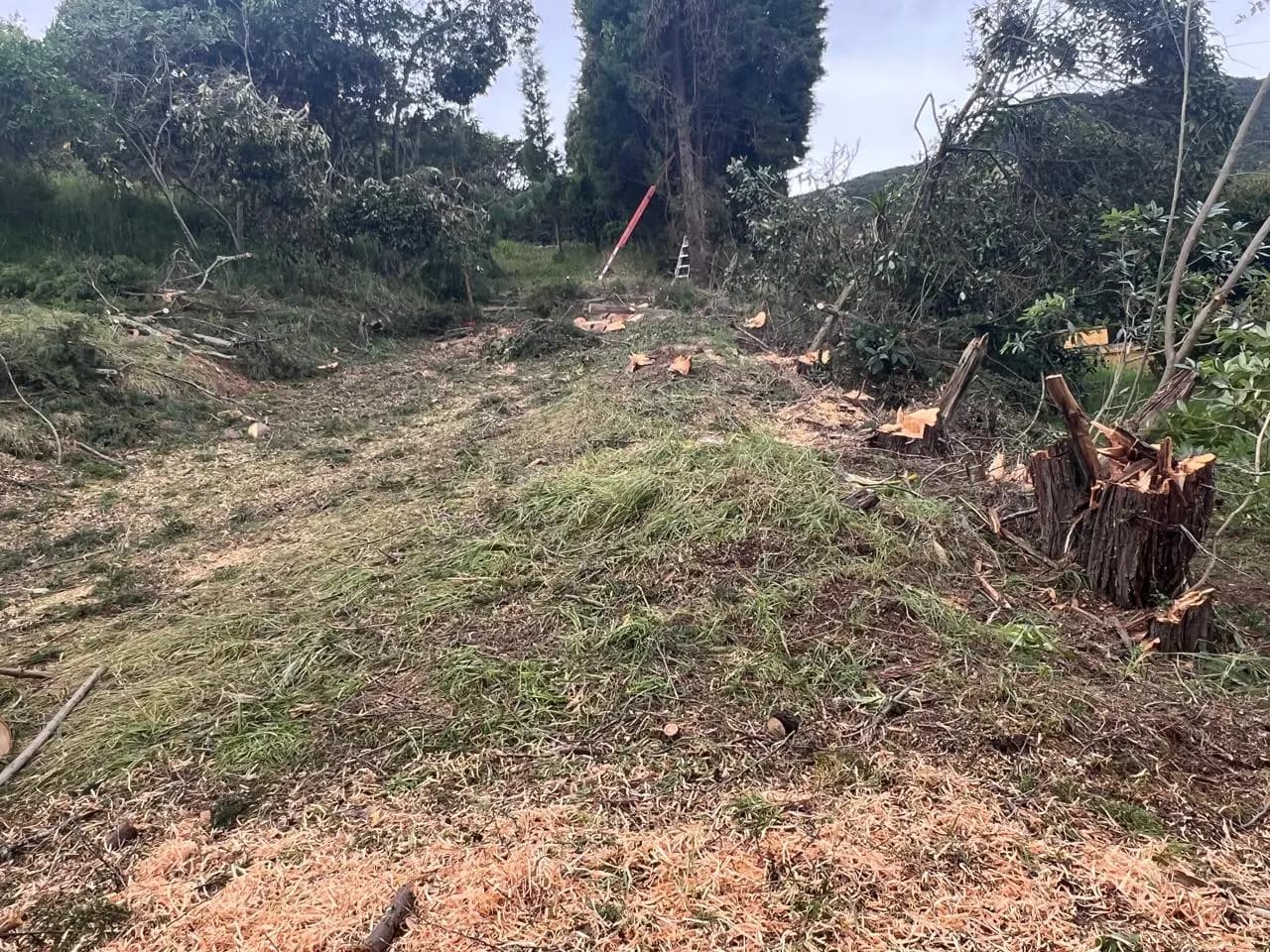 Poda y tala de arboles