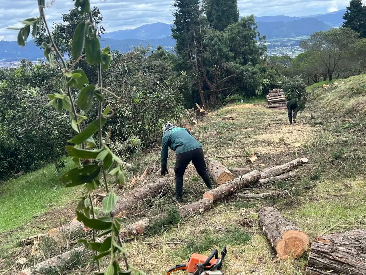 Poda y tala de arboles