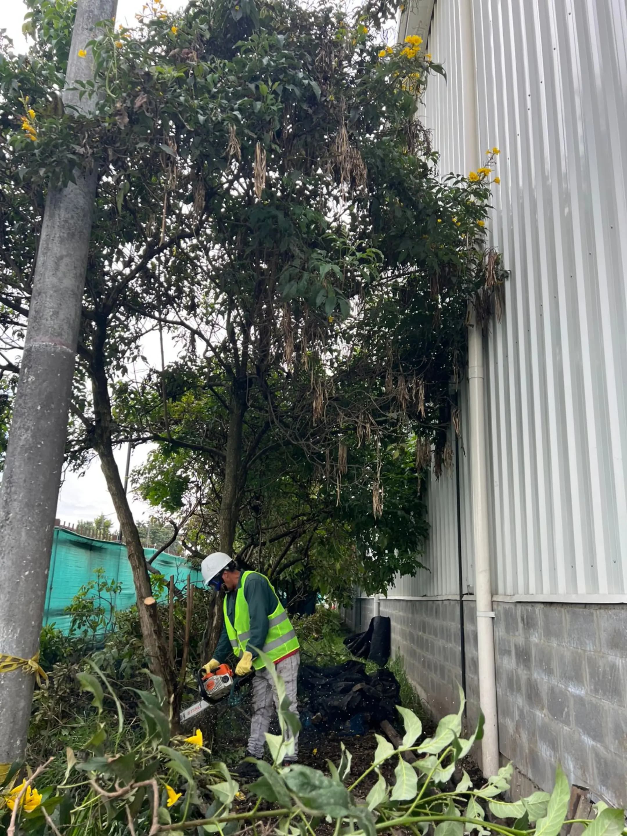 Poda y tala de arboles